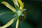 Cutleaf coneflower